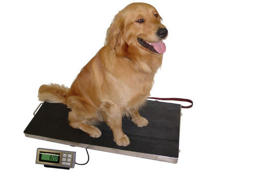 Edelstahl 304 niedriger Hundewiegende Skalen der Servierplatten-150kg